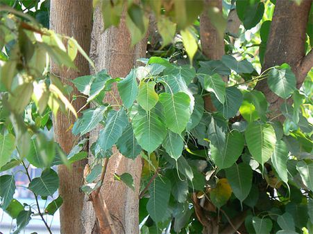 1. Peepal Tree