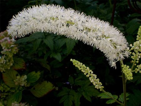 2. Black cohosh