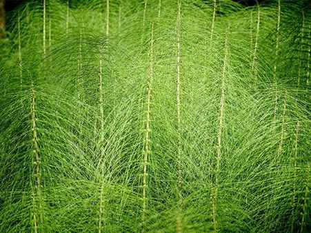 7. Horsetail