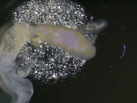 What Is Cockroach Milk And Why It Is Special?