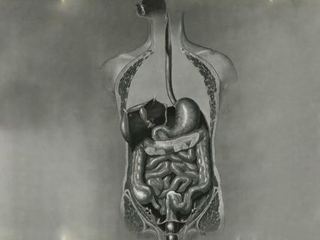 8. Good for the digestive system