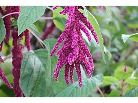 8. Amaranth