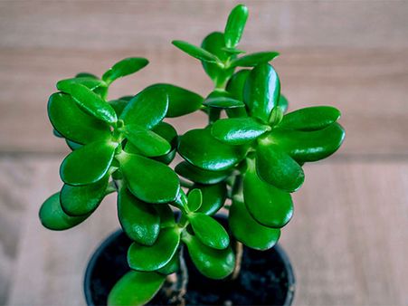 9. Jade Plant