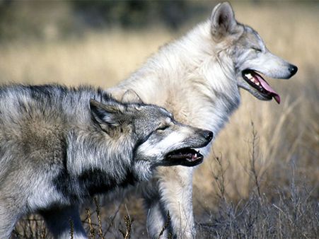 7. It Is Known As Wolf-Month