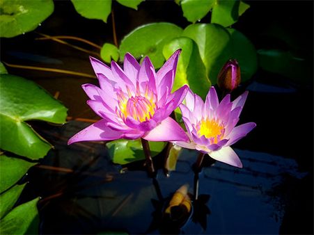 6. Lotus Plant