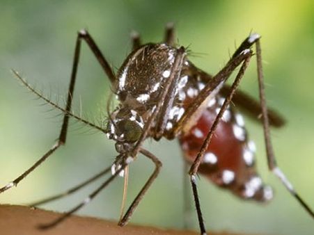 4. Keeps away from mosquito bite