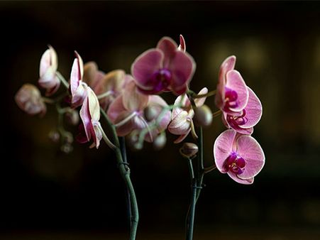 11. Orchid Plant