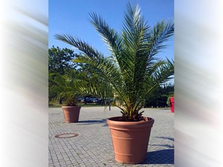 12. Palm Plant