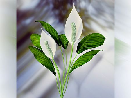 8. Peace Lily Plant