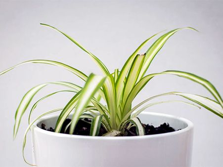 5. Spider Plant