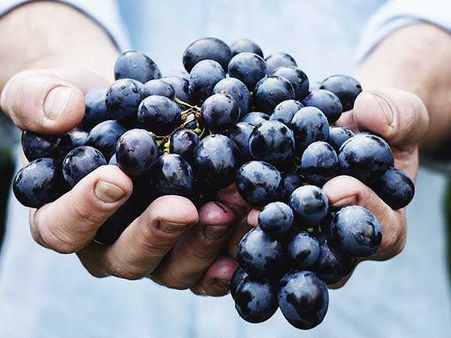 14. Grapes 14. Grapes