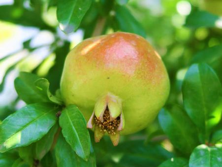7. Anar (Pomegranate) Leaves