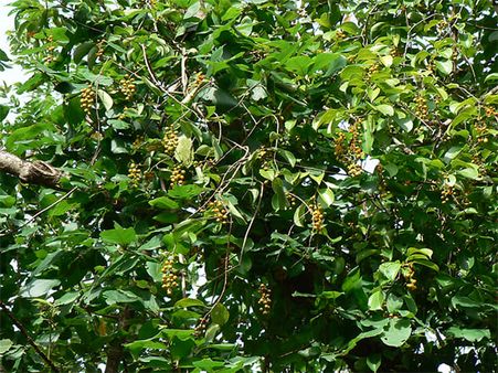 1. Bel Patra (Bael Leaves)