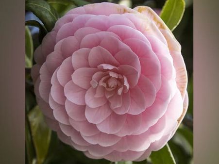 6. Camellia