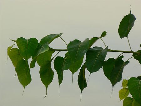 2. Peepal Leaves
