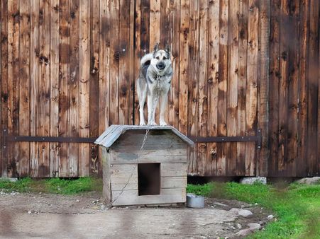 4. Volunteer At Shelter House