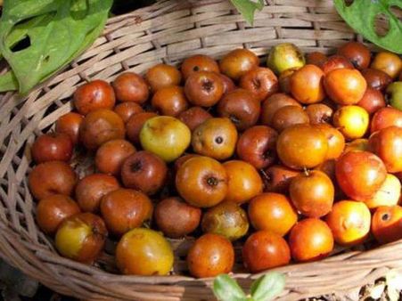 5. Jujube (Ber)