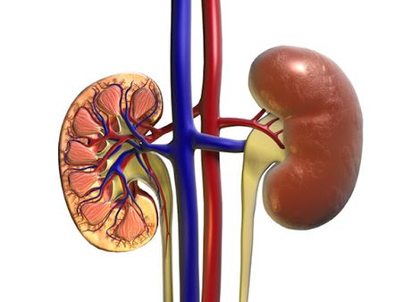 Risk Factors Of Kidney Failure