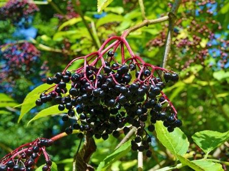 17. Elderberry