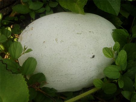 6. Ash gourd