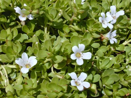 1. Herbal treatments