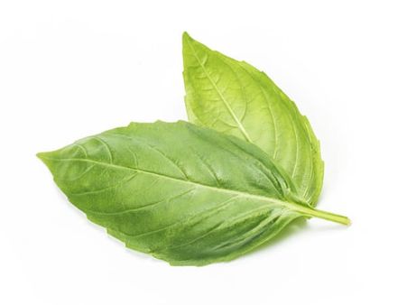 9. Basil