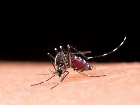 16. Myth: Coronavirus can spread through mosquito bites