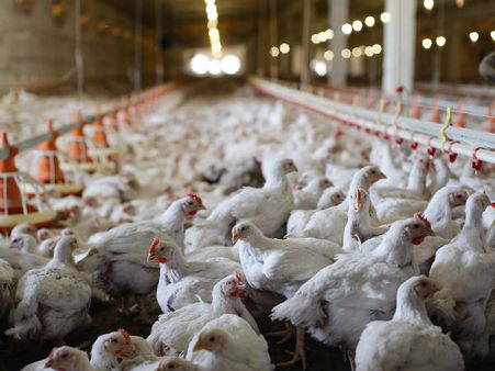What Are The Risk Factors For Bird Flu?