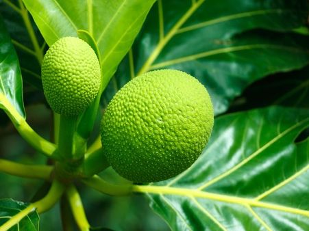 40. Breadfruit