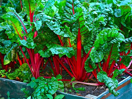 3. Swiss chard