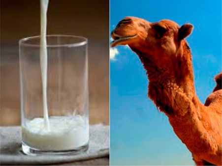 Causes Of Middle East Respiratory Syndrome (MERS) Causes Of Middle East Respiratory Syndrome (MERS)