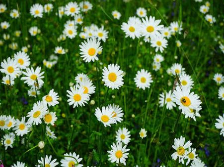 12. Feverfew