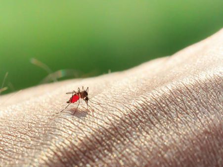 Tips To Prevent Malaria 