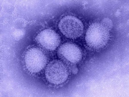 What Is Influenza Type B Virus? What Is Influenza Type B Virus?
