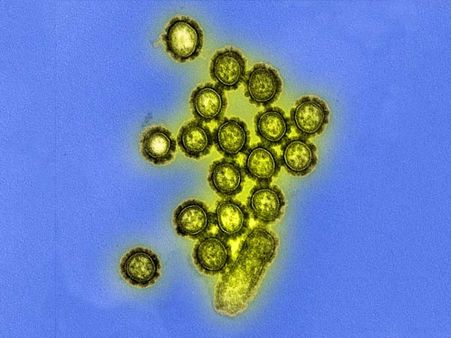 Prevalence Of Influenza A and B Viruses Prevalence Of Influenza A and B Viruses