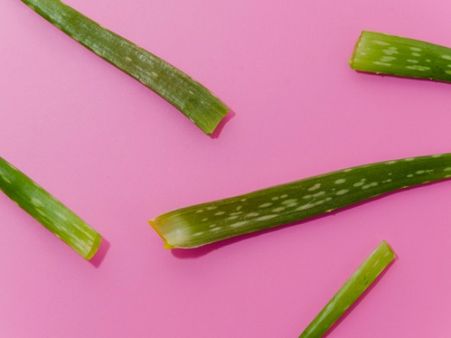 4. Aloe Vera