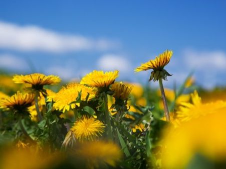 4. Dandelion (sinhaparnee)