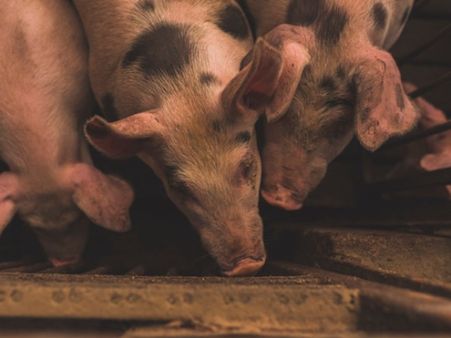 A New Strain Of Virus Carried By Pigs, May Mutate To Trigger Global Pandemic 