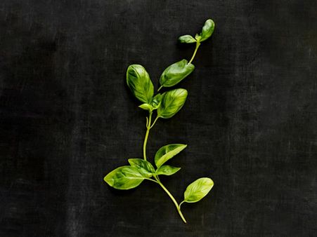 10. Basil 