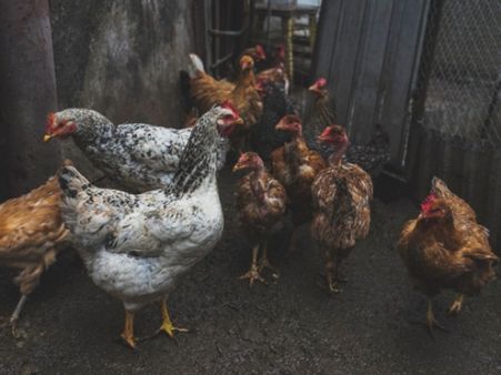 Chickens Could Be Cause Of The Next Deadly Pandemic 