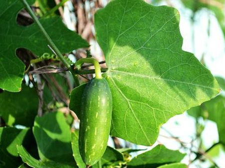 11. Ivy Gourd (Kundru/Kundri/Tindora/Tendli) 11. Ivy Gourd (Kundru/Kundri/Tindora/Tendli)