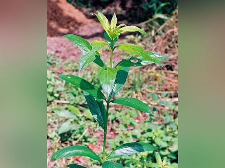 9. Lippia multiflora Moldenke essential oil