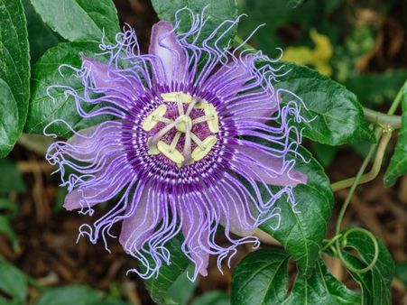6. Passion Flower (jhumaka lata)