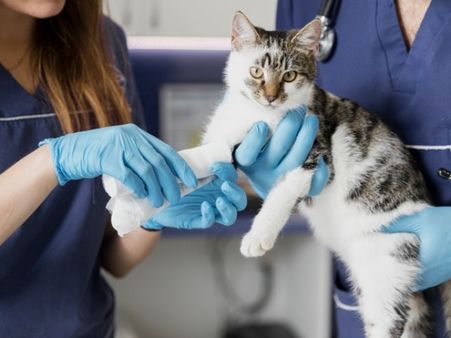 Can I Prevent Animal Bites?