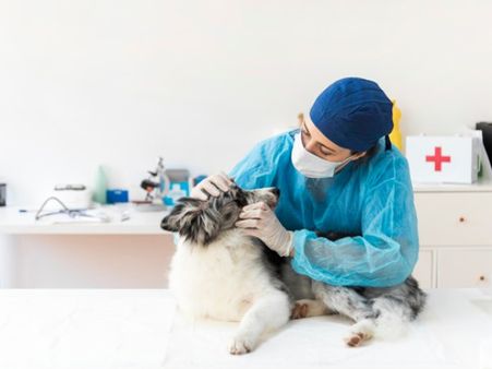 Why Do Animals Bite?