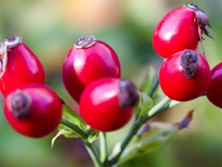 Side Effects Of Rose Hip