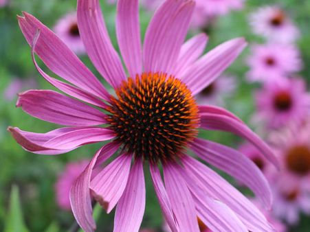 7. Echinacea