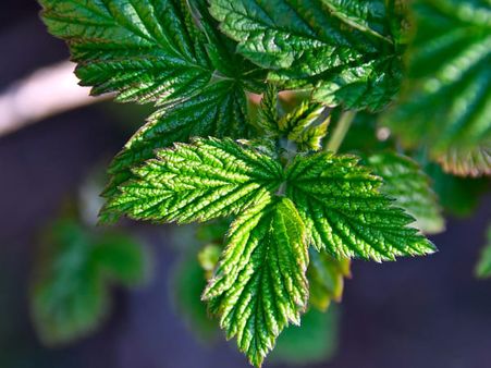 7. Raspberry leaf