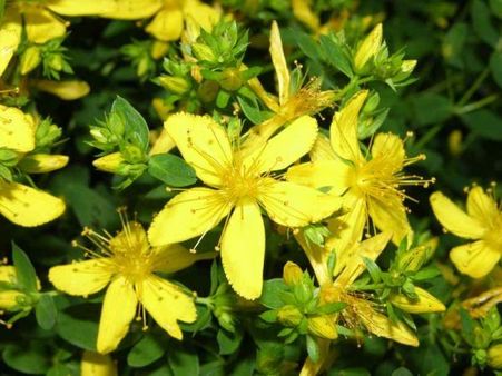 17. St. John’s Wort 17. St. John’s Wort