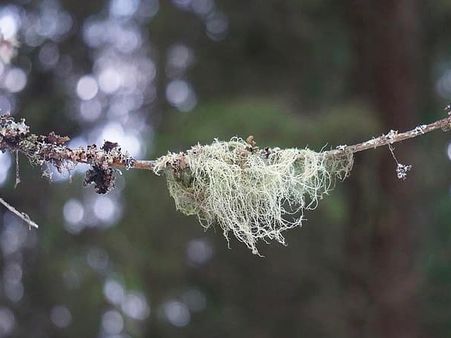 Uses Of Usnea